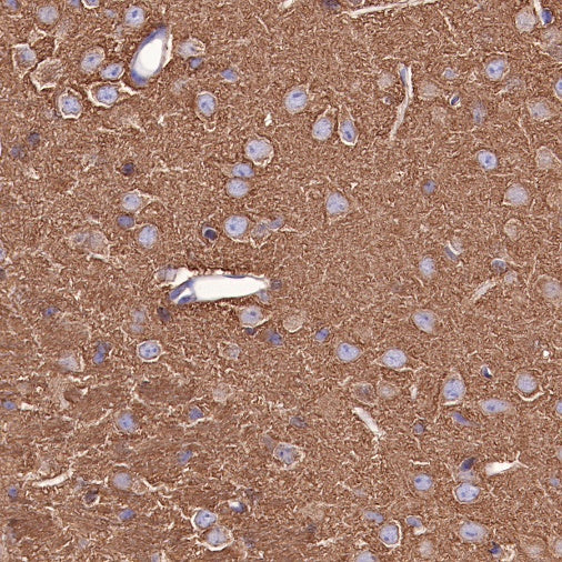 α-tubulin Mouse mAb (S-364-1)