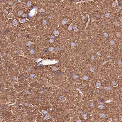 α-tubulin Mouse mAb (S-364-1)