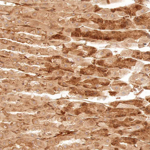Argonaute-2 Recombinant Rabbit mAb (S-1826-47)