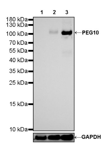 PEG10 Recombinant Rabbit mAb (SDT-442-60)