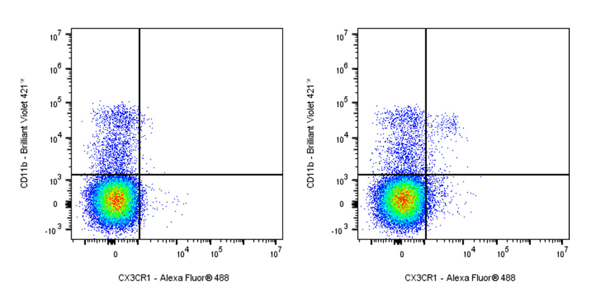 Alexa Fluor® 488 Mouse Anti-Mouse CX3CR1 Antibody (S-R597)
