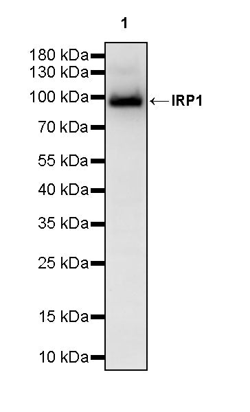 IRP1 Rabbit Polyclonal Antibody
