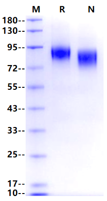 Flt-3/Flk-2 Protein, Human