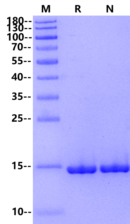 FGF-basic Protein, Chicken