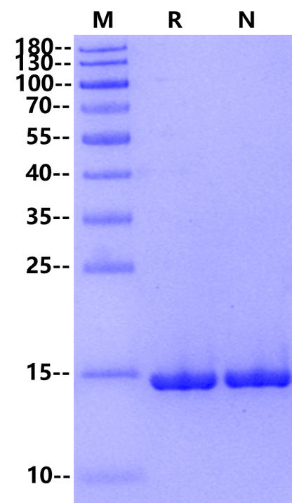FGF-basic Protein, Chicken