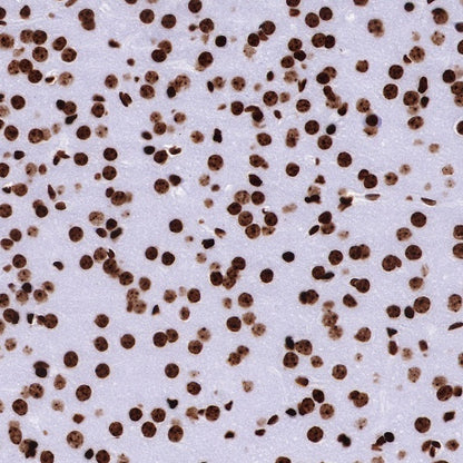 Histone H2B Recombinant Rabbit mAb (S-R214)