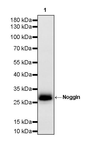 Noggin Recombinant Rabbit mAb (S-4030-12)