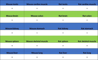 U2AF2 Recombinant Rabbit mAb (S-1324-66)