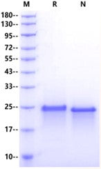 FGF-19 Protein, Human