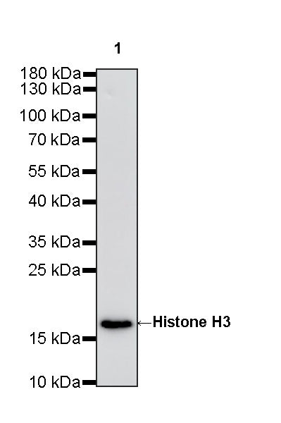 Histone H3 Recombinant Rabbit mAb (S-5672)
