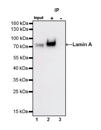 Lamin A Recombinant Rabbit mAb (S-1503-44)