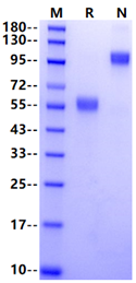 4-1BB/TNFRSF9 Fc Chimera Protein, Human