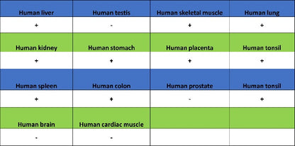 TFEB Recombinant Rabbit mAb (SDT-2411-7)