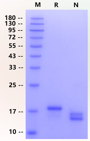 IL-10 Protein, Porcine