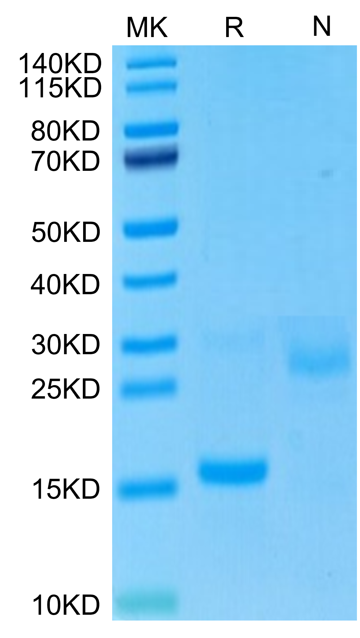 GDF15 His tag Protein, Cynomolgus