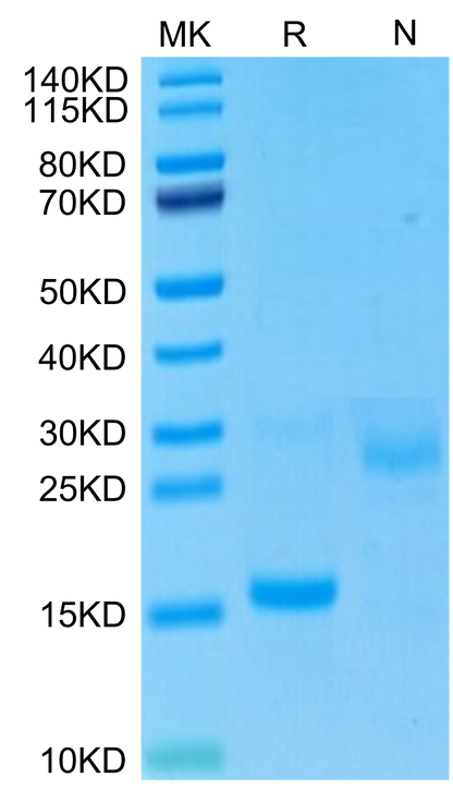 GDF15 His tag Protein, Cynomolgus