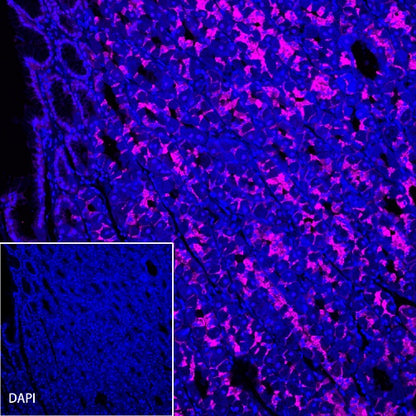 Claudin 18.2 Recombinant Rabbit mAb (Alexa Fluor® 647 Conjugate) (S-102-24)