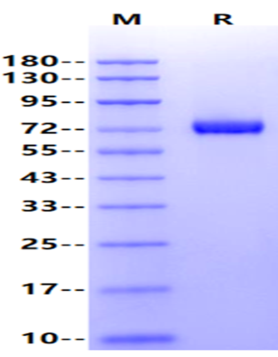 OX40/TNFRSF4/CD134 Fc Chimera Protein, Rat