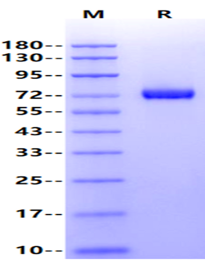OX40/TNFRSF4/CD134 Fc Chimera Protein, Rat
