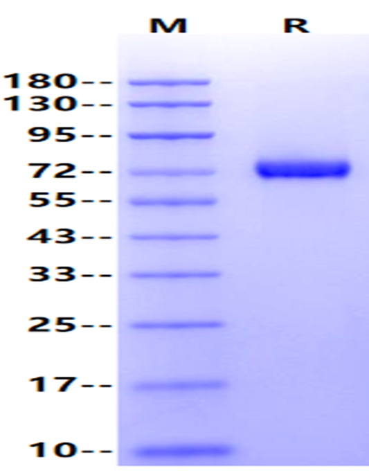 OX40/TNFRSF4/CD134 Fc Chimera Protein, Rat
