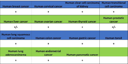 FTH1 Recombinant Rabbit mAb (S-1372-136)