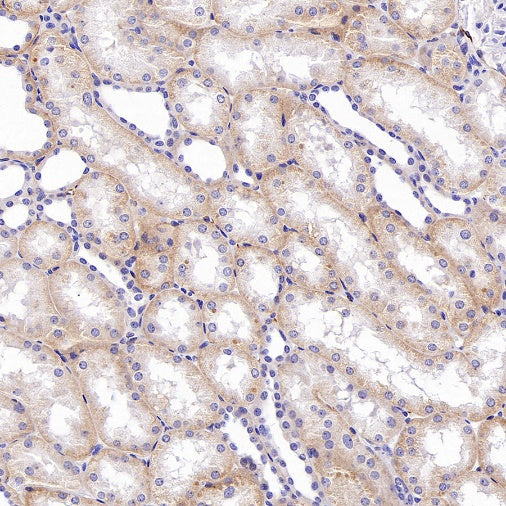 SLC30A1/ZnT1 Rabbit Polyclonal Antibody