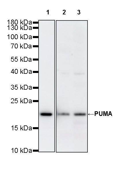 PUMA Recombinant Rabbit mAb