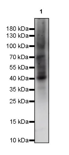 O-Linked N-Acetylglucosamine Rabbit mAb (S-R256)