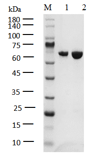 FGFR3 Protein