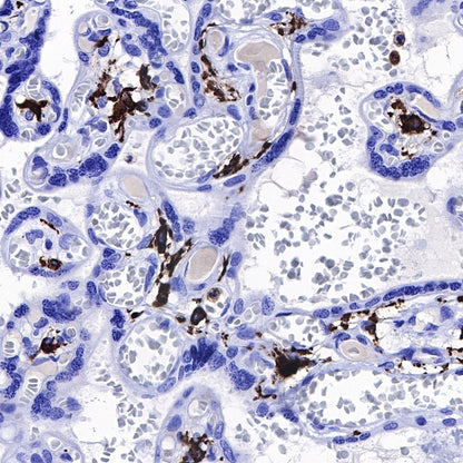 Iba1 Recombinant Rabbit mAb (S-484-18)
