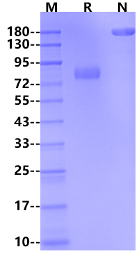 SIRP alphaV2/CD172a Fc Chimera Protein, Human