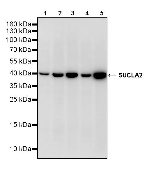 SUCLA2 Rabbit Polyclonal Antibody
