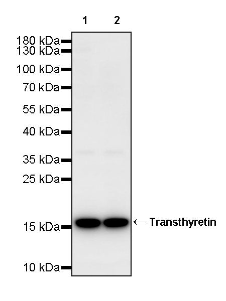 Transthyretin Recombinant Rabbit mAb (S-2629-138)