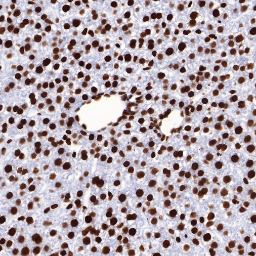 Histone H2B Recombinant Rabbit mAb (S-R214)