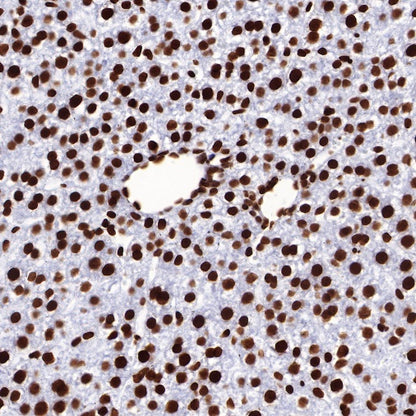 Histone H2B Recombinant Rabbit mAb (S-R214)