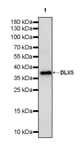 DLX5 Recombinant Rabbit mAb (S-2785-79)