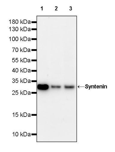 Syntenin Recombinant Rabbit mAb (S-1692-5)