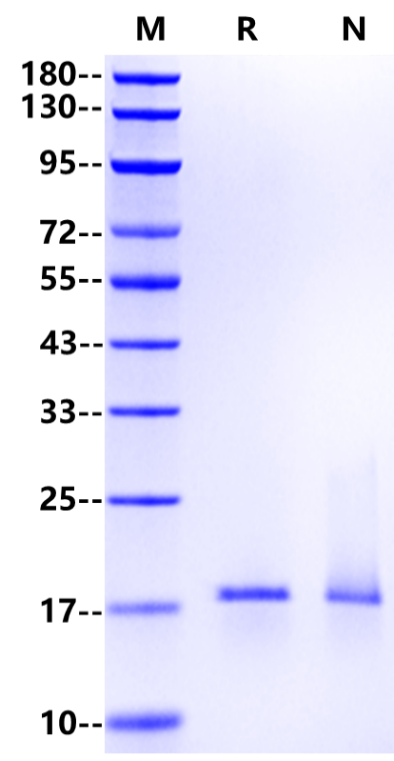 IL-18 Protein, Rat