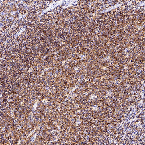 CD352/SLAM6 Recombinant Rabbit mAb (SDT-2472-77)