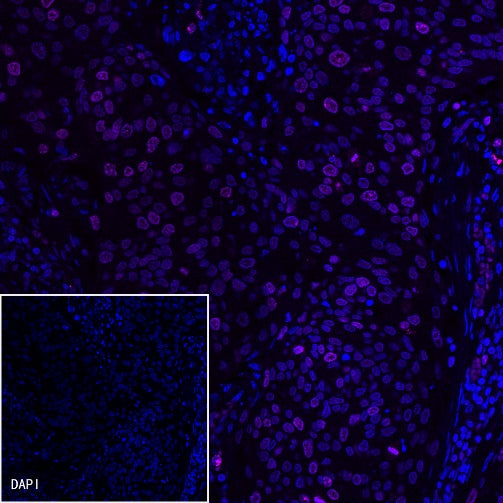 Ki67 Mouse mAb (Cy5 Conjugate) (S-606-33)
