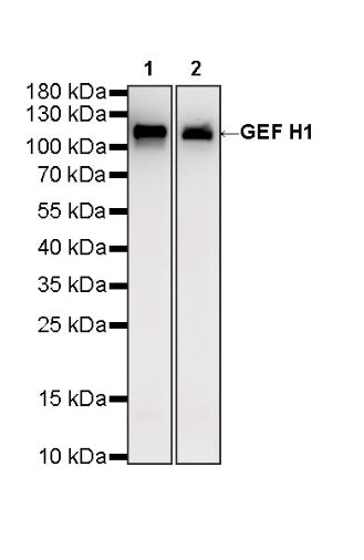 GEF H1 Recombinant Rabbit mAb (S-6057)