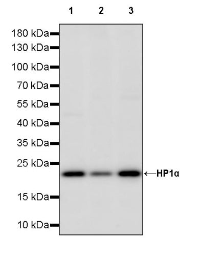 HP1α Recombinant Rabbit mAb (S-1462-53)