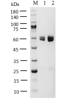 SRC-ZAP70 Protein