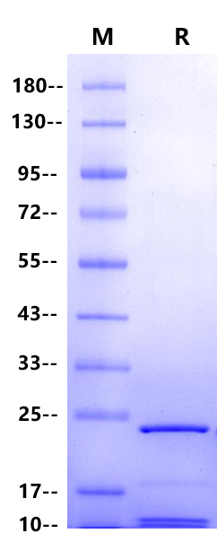 Modified Trypsin, Mass Spectrometry Grade