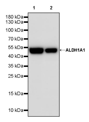 ALDH1A1 Rabbit Polyclonal Antibody