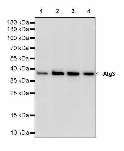 Atg3 Recombinant Rabbit mAb (S-2168-20)