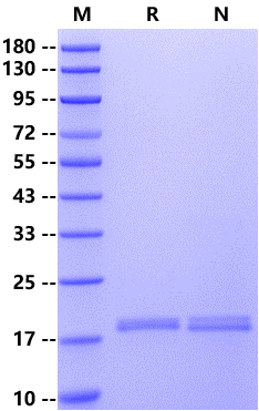 IL-33 Protein, Human