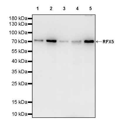 RFX5 Recombinant Rabbit mAb (S-3628-50)
