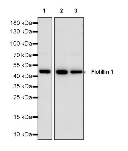 Flotillin 1 Rabbit Polyclonal Antibody