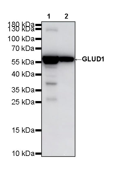 GLUD1 Mouse mAb